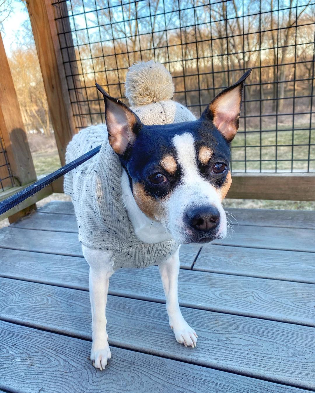 16 Interesting Facts About Rat Terriers 10