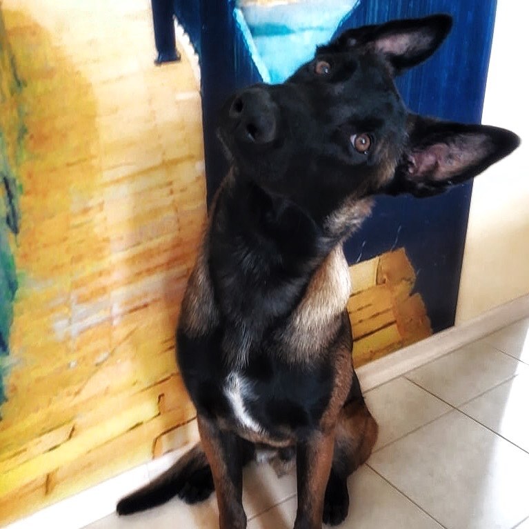 15 Interesting Facts About Belgian Malinoises 10