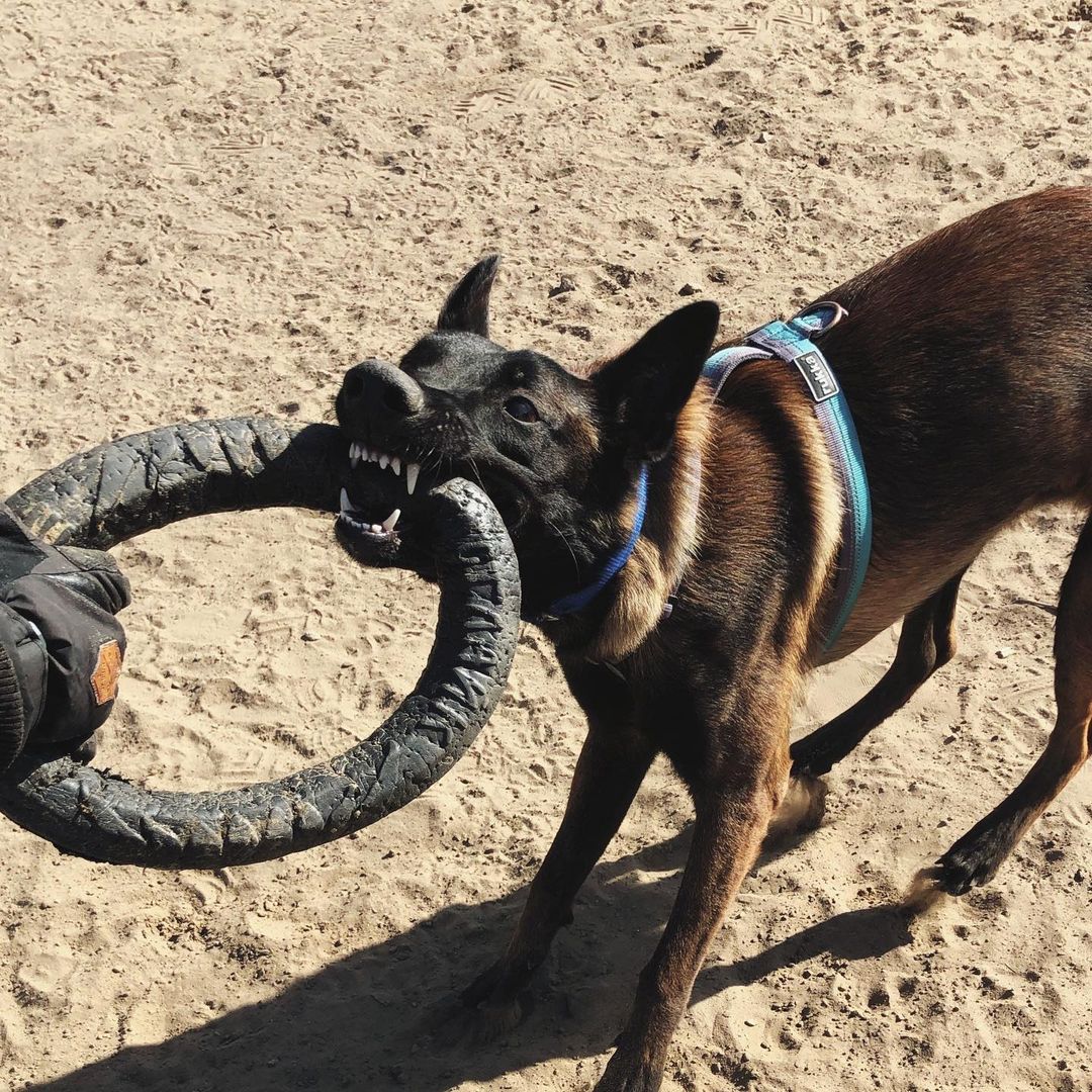 15 Interesting Facts About Belgian Malinoises 11