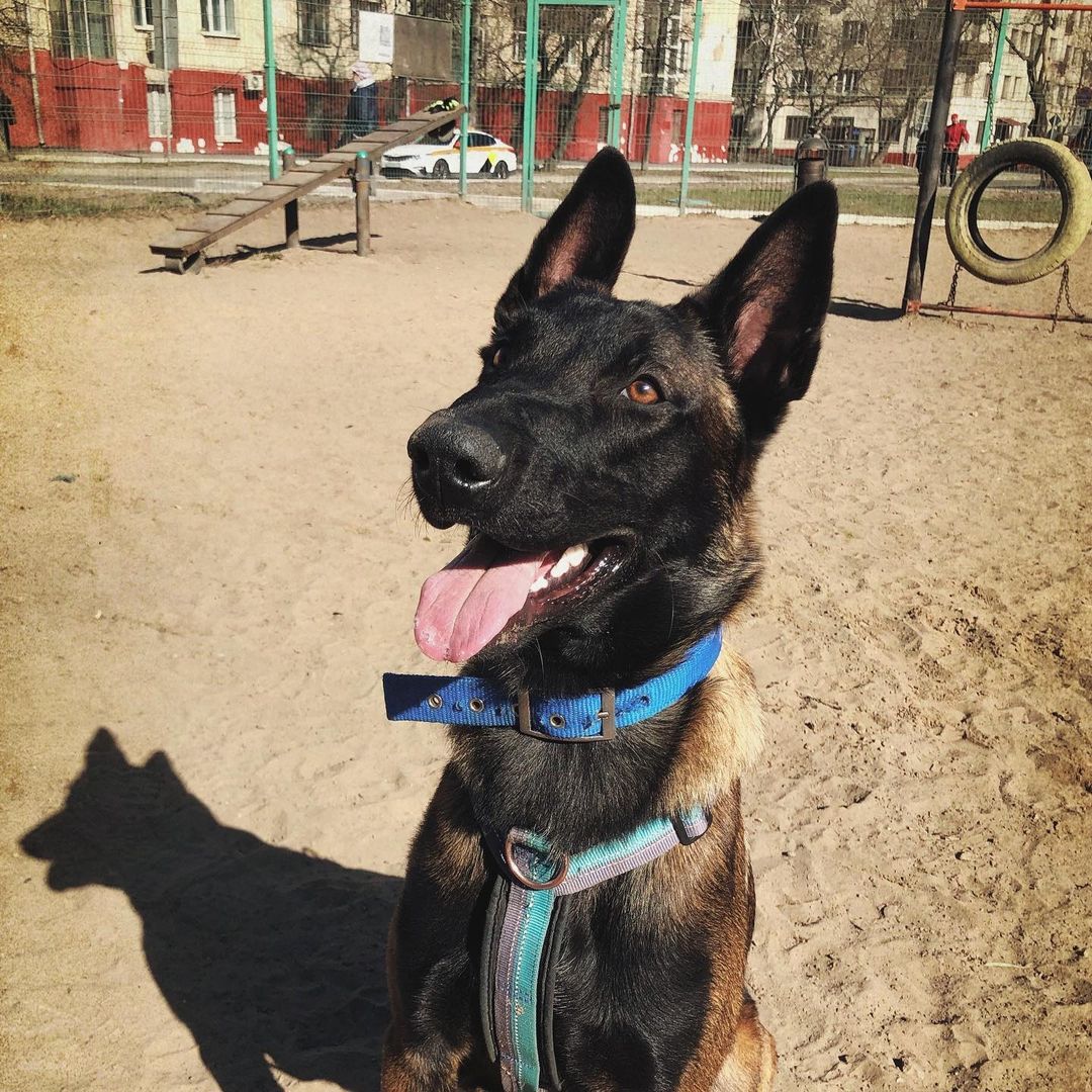 15 Interesting Facts About Belgian Malinoises 9