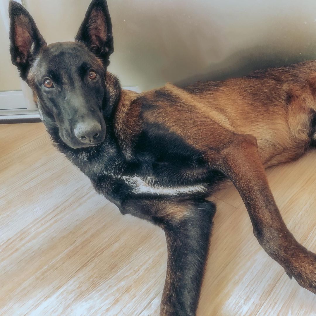 15 Interesting Facts About Belgian Malinoises 10