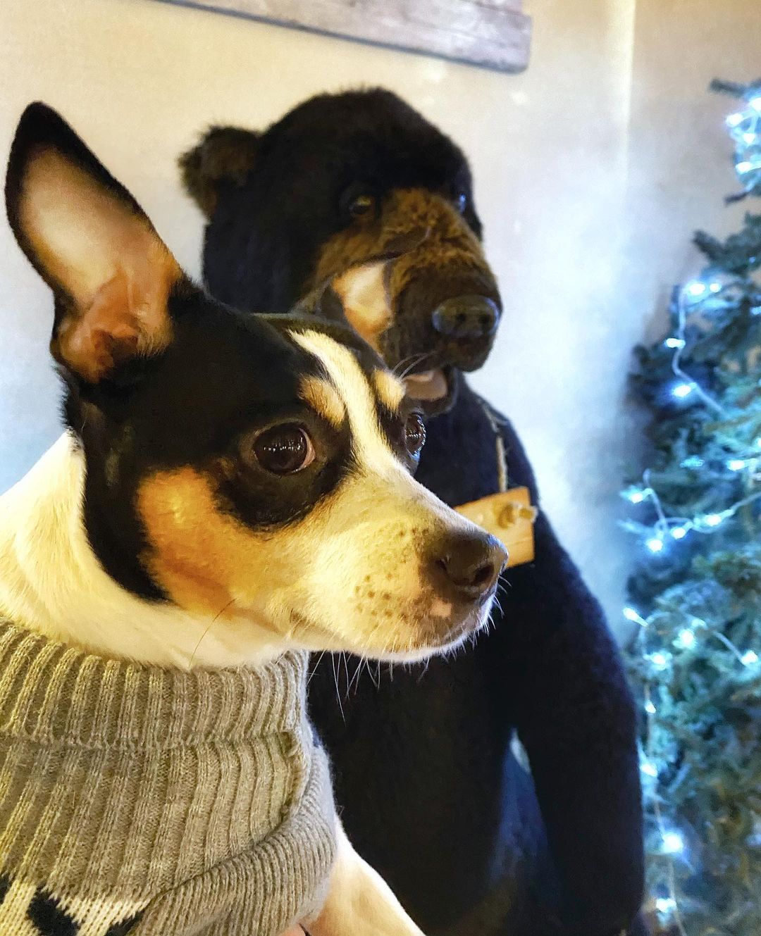 16 Interesting Facts About Rat Terriers 11