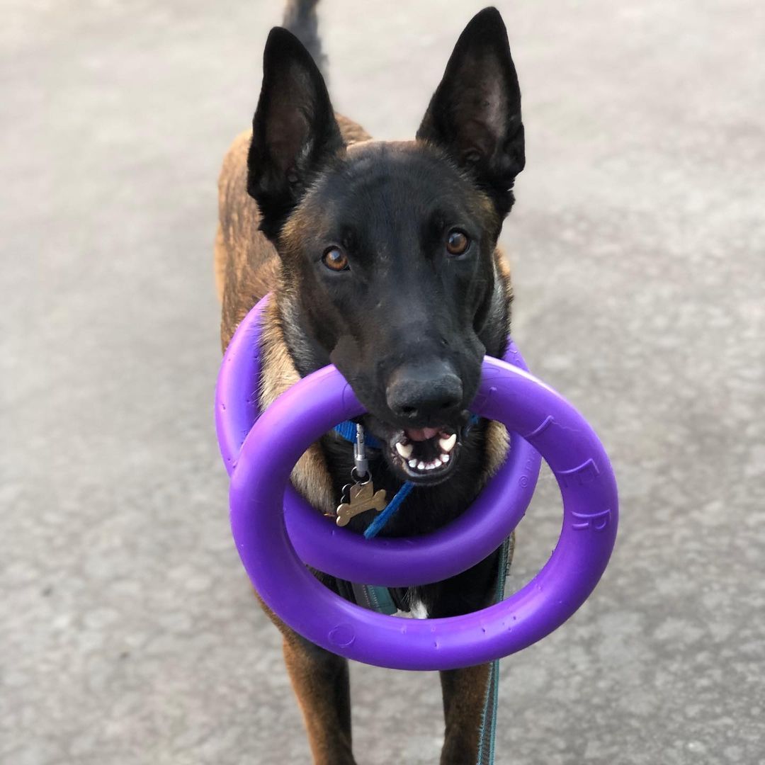 15 Interesting Facts About Belgian Malinoises 11