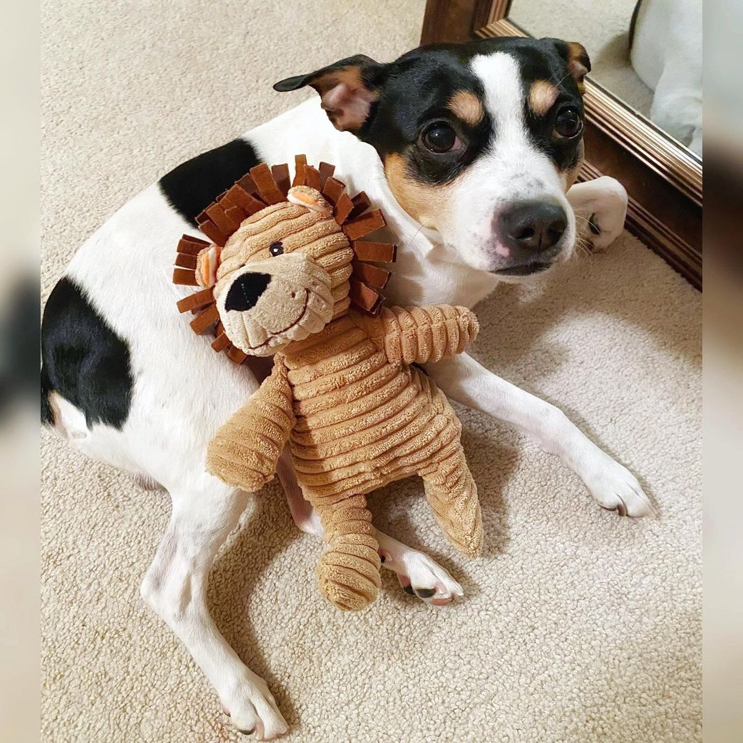 16 Interesting Facts About Rat Terriers 5