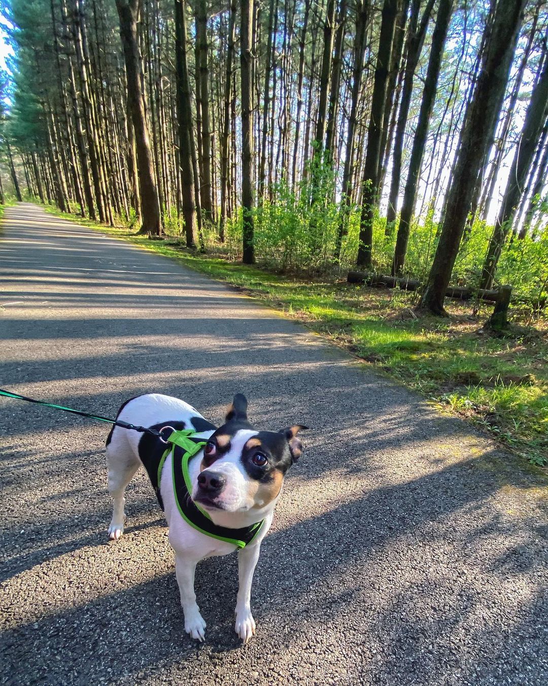 15 Amazing Facts About Rat Terriers You Probably Never Knew 9 15 Amazing Facts About Rat Terriers You Probably Never Knew 9