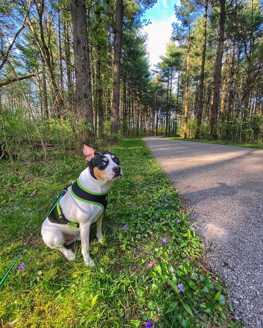 15 Amazing Facts About Rat Terriers You Probably Never Knew 10 15 Amazing Facts About Rat Terriers You Probably Never Knew 10
