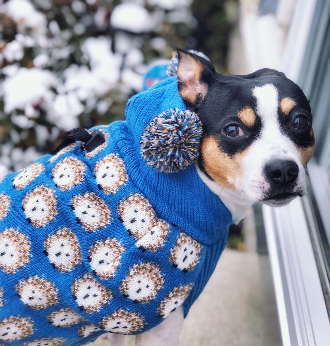 15 Amazing Facts About Rat Terriers You Probably Never Knew 9