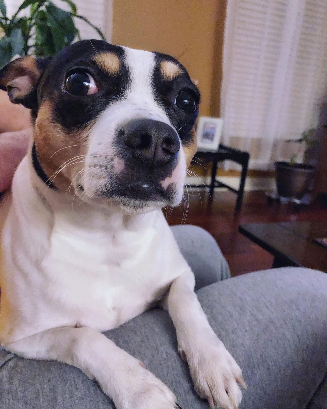 15 Amazing Facts About Rat Terriers You Probably Never Knew 10