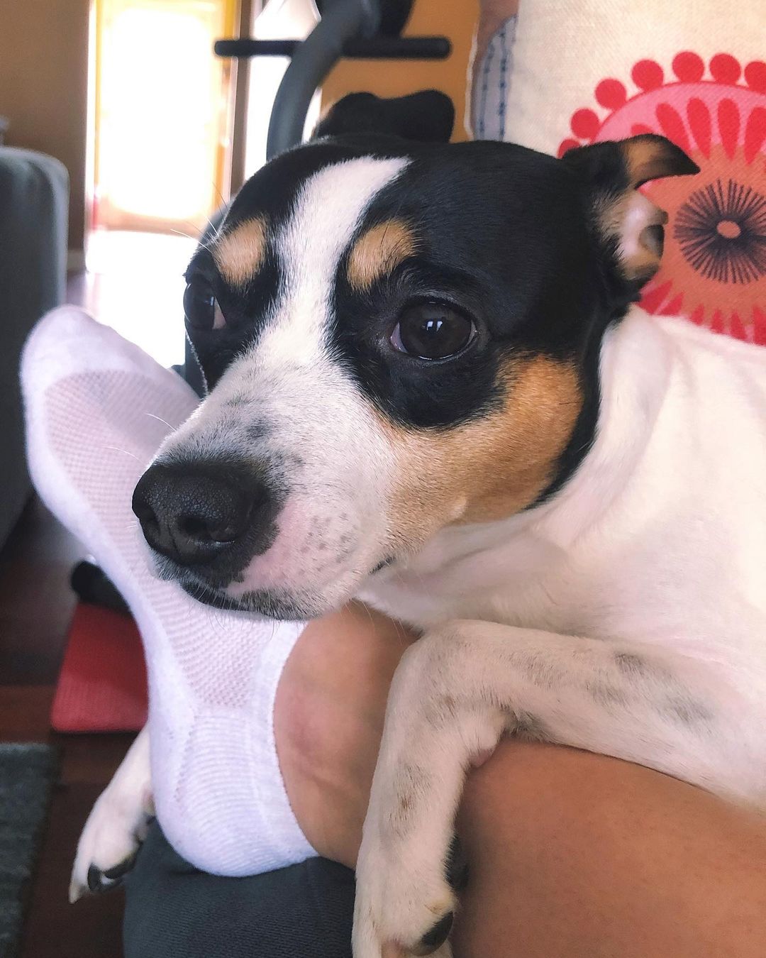 15 Amazing Facts About Rat Terriers You Probably Never Knew 9