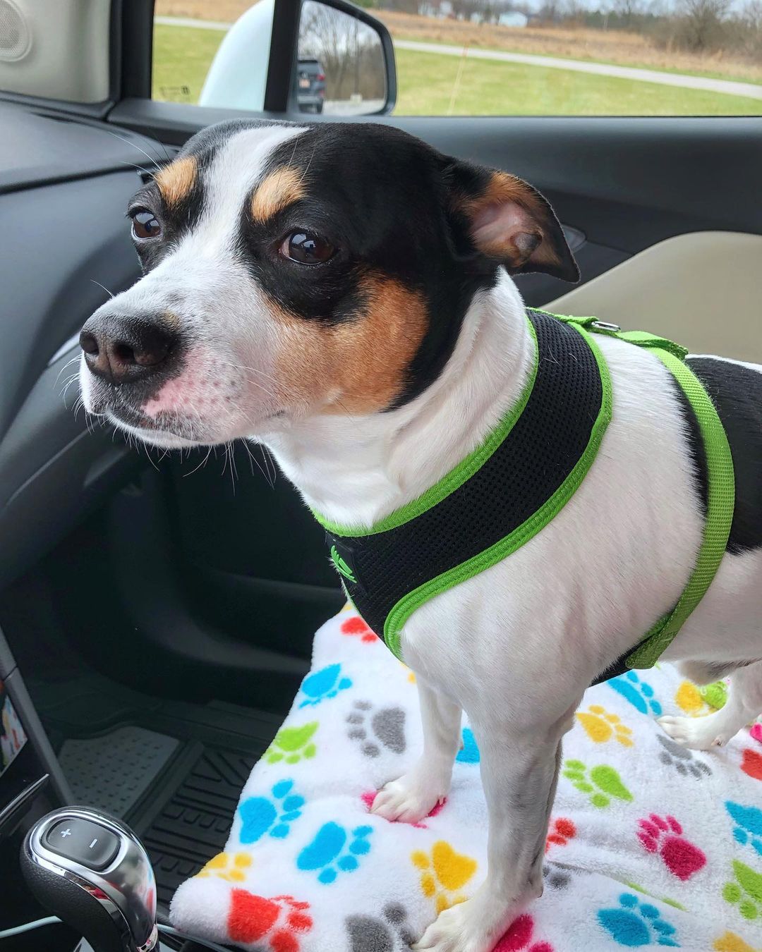 15 Amazing Facts About Rat Terriers You Probably Never Knew 10