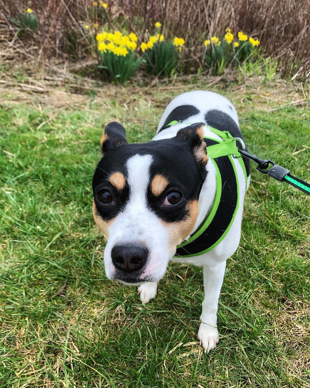 15 Amazing Facts About Rat Terriers You Probably Never Knew 11