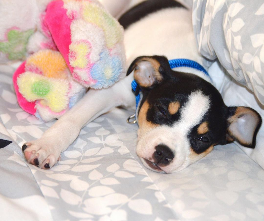15 Amazing Facts About Rat Terriers You Probably Never Knew 9