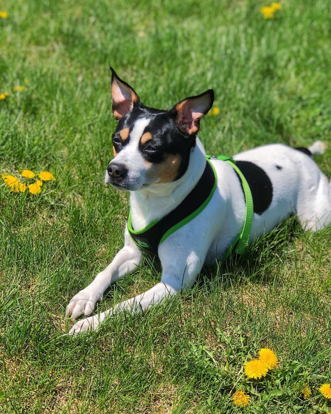 15 Amazing Facts About Rat Terriers You Probably Never Knew 10