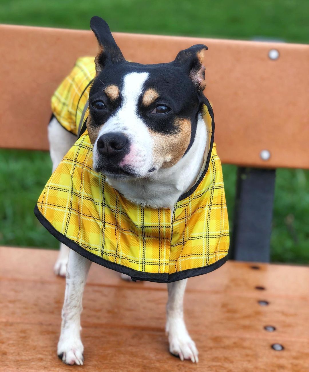 15 Amazing Facts About Rat Terriers You Probably Never Knew 11