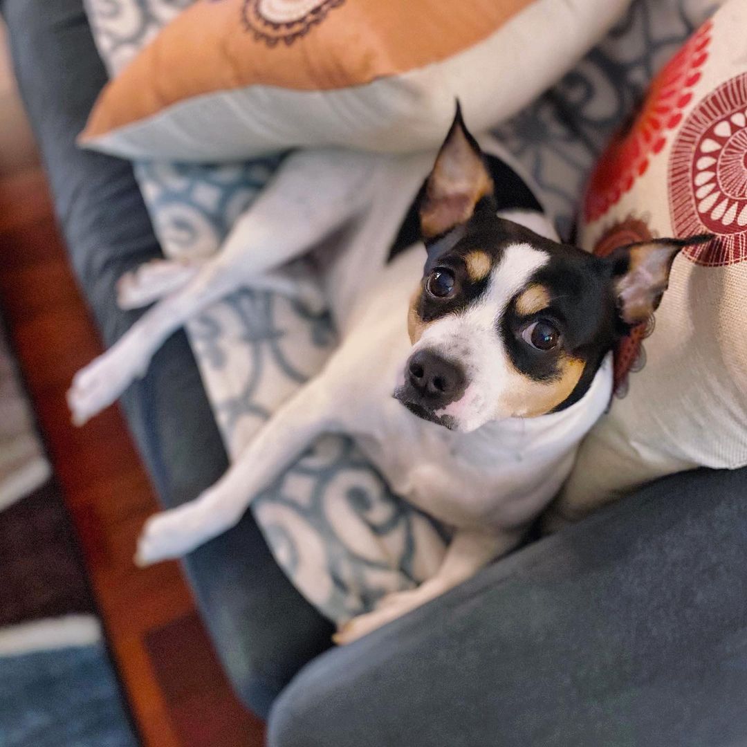 15 Amazing Facts About Rat Terriers You Probably Never Knew 9