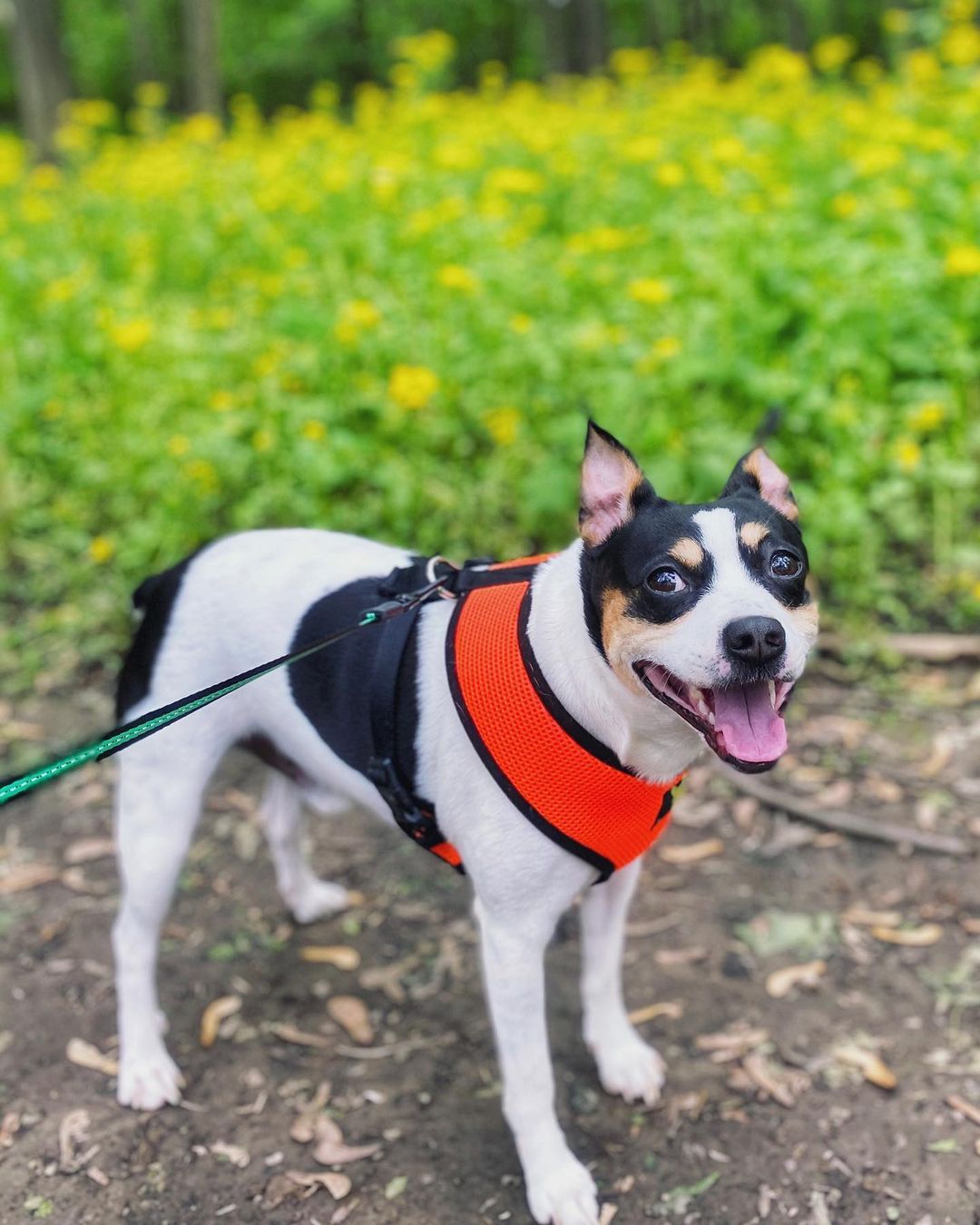 15 Amazing Facts About Rat Terriers You Probably Never Knew 10