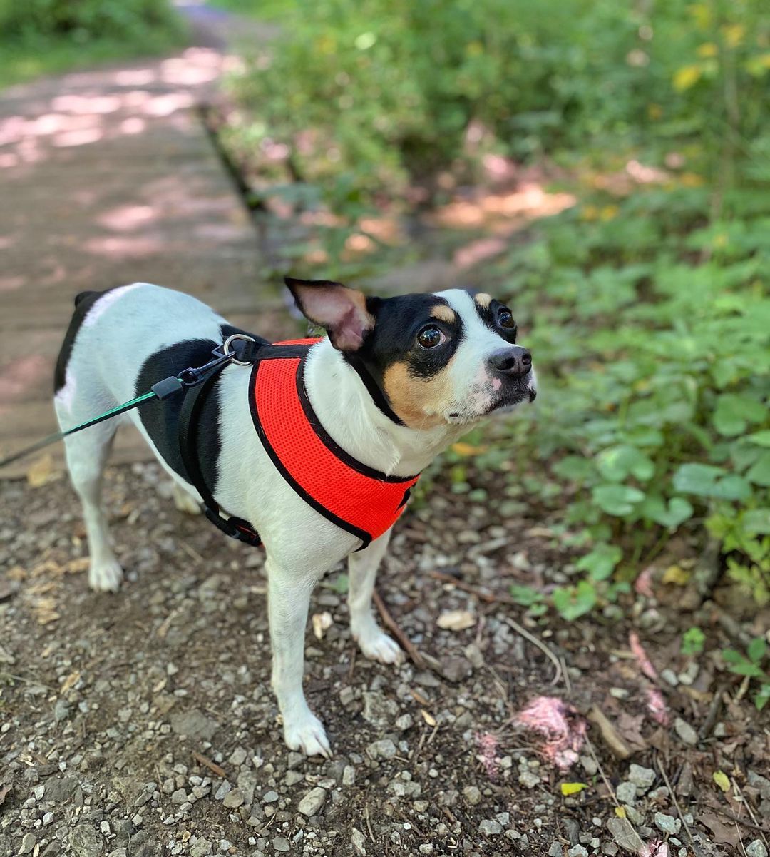 15 Amazing Facts About Rat Terriers You Probably Never Knew 11