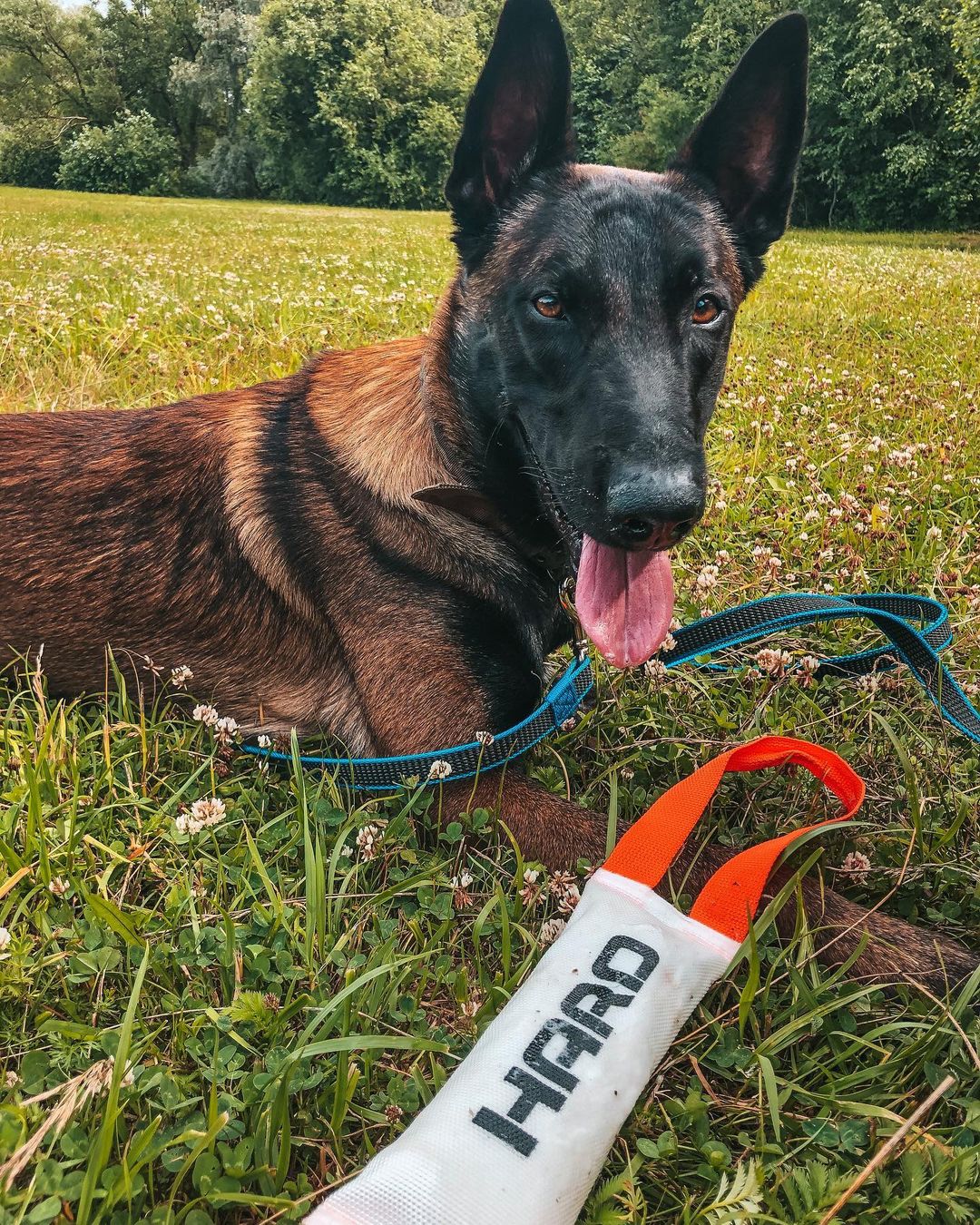 15 Amazing Facts About Belgian Malinois You Probably Never Knew 10