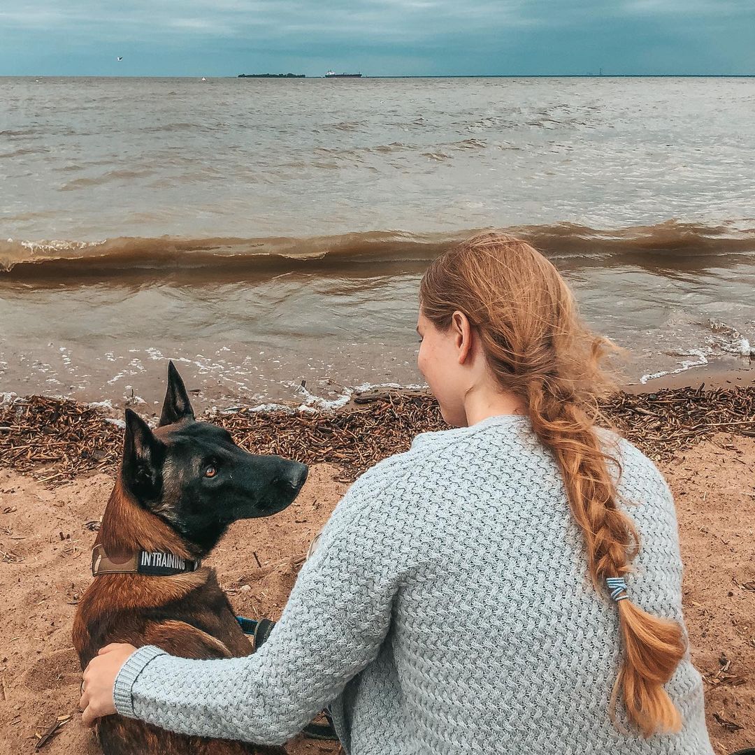 15 Amazing Facts About Belgian Malinois You Probably Never Knew 10