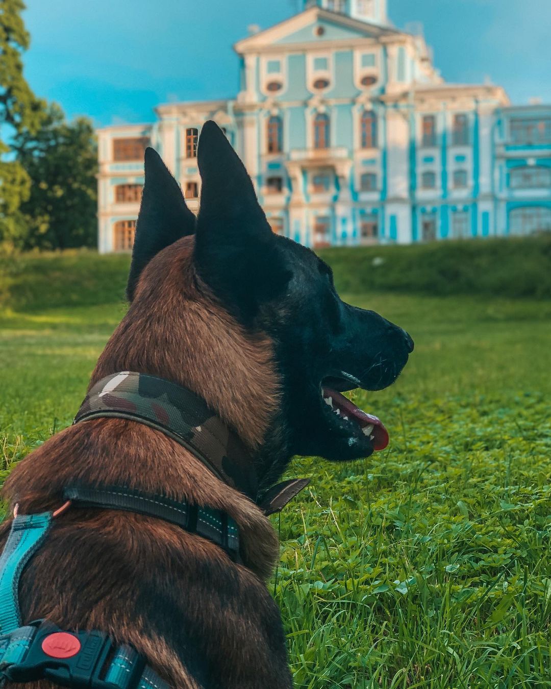 15 Amazing Facts About Belgian Malinois You Probably Never Knew 11