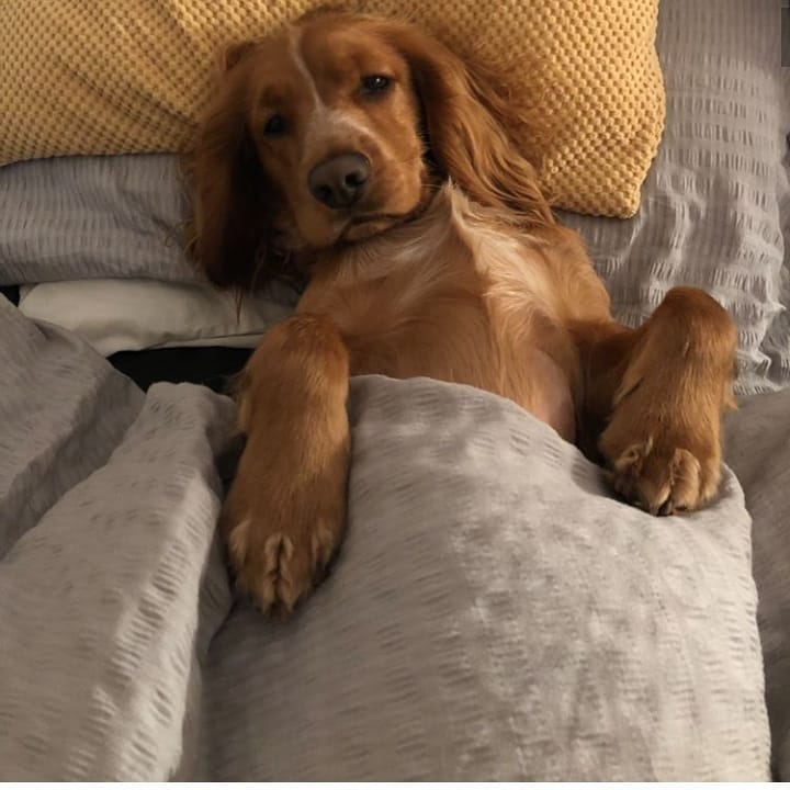 15 Interesting Facts About English Cocker Spaniels 9