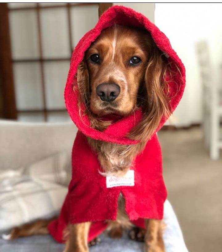 15 Interesting Facts About English Cocker Spaniels 11