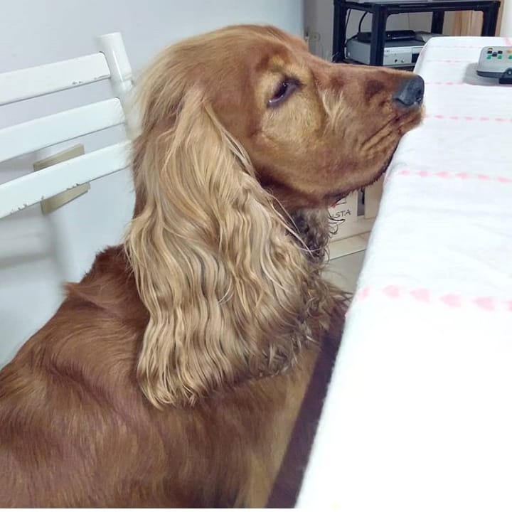 15 Interesting Facts About English Cocker Spaniels 9