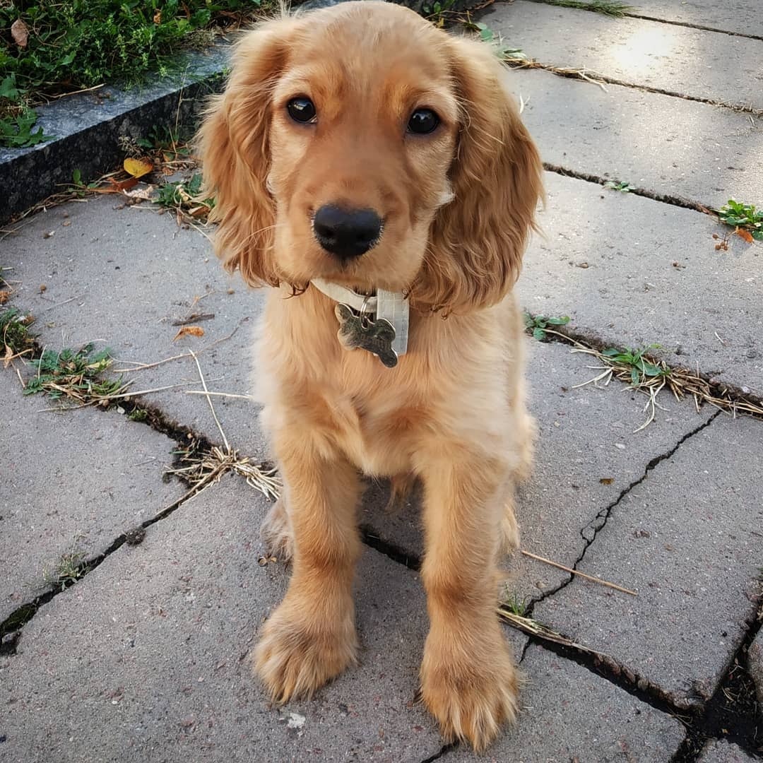 15 Interesting Facts About English Cocker Spaniels 10