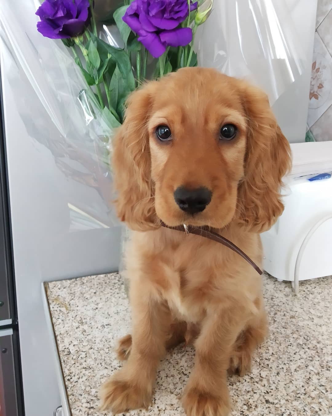 15 Interesting Facts About English Cocker Spaniels 11