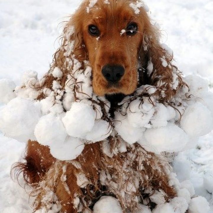 15 Interesting Facts About English Cocker Spaniels 10 15 Interesting Facts About English Cocker Spaniels 10