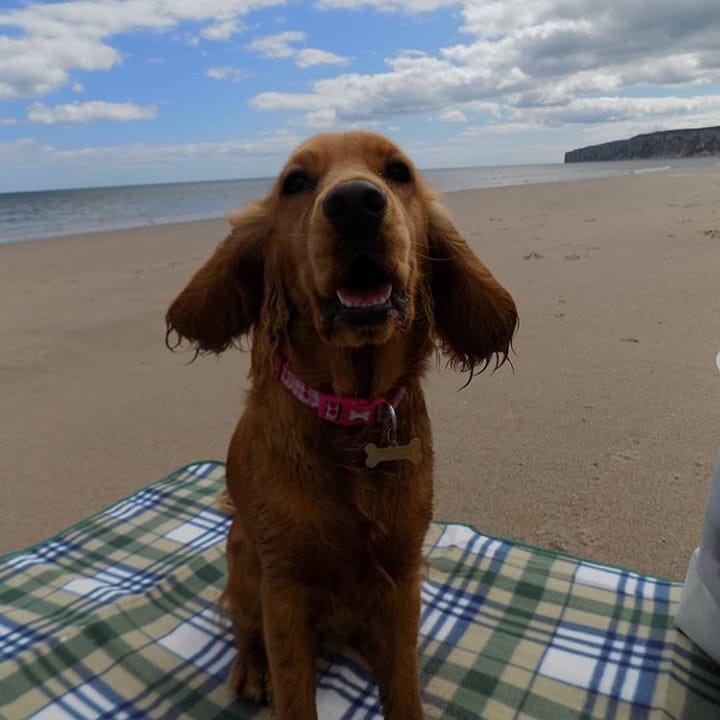 15 Amazing Facts About English Cocker Spaniels You Probably Never Knew 9