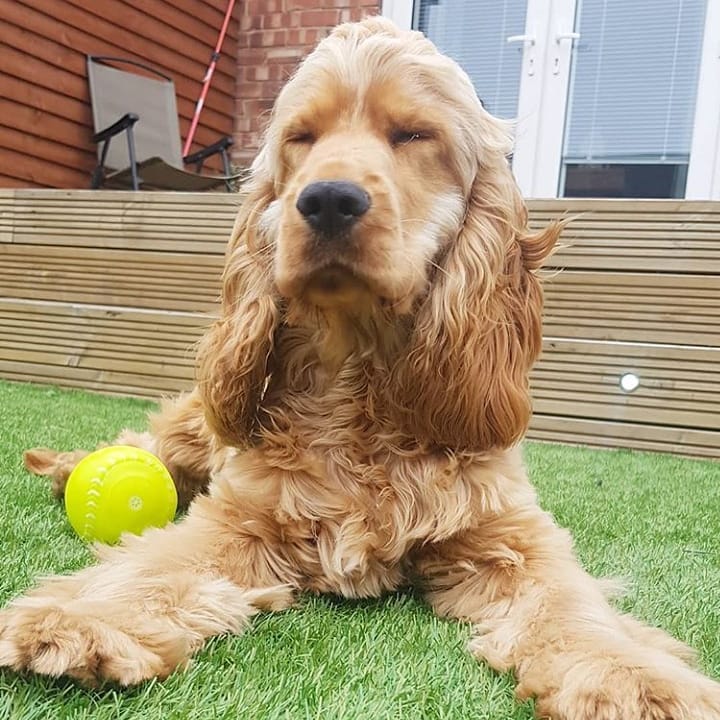 15 Amazing Facts About English Cocker Spaniels You Probably Never Knew 11