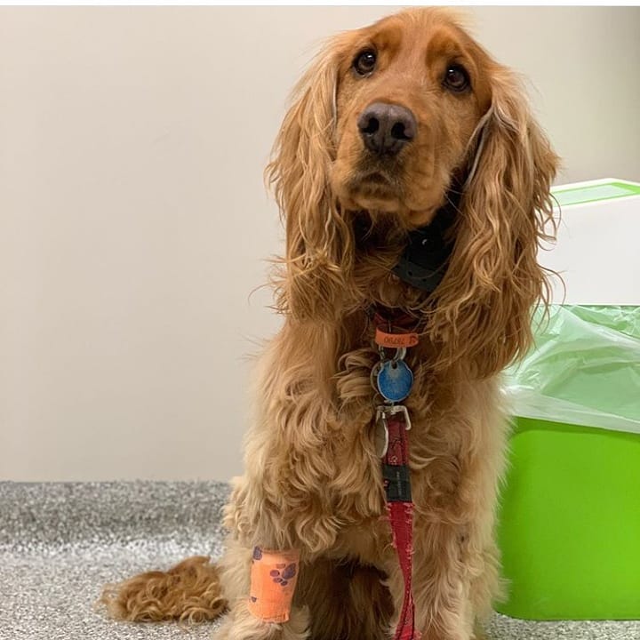 15 Amazing Facts About English Cocker Spaniels You Probably Never Knew 9