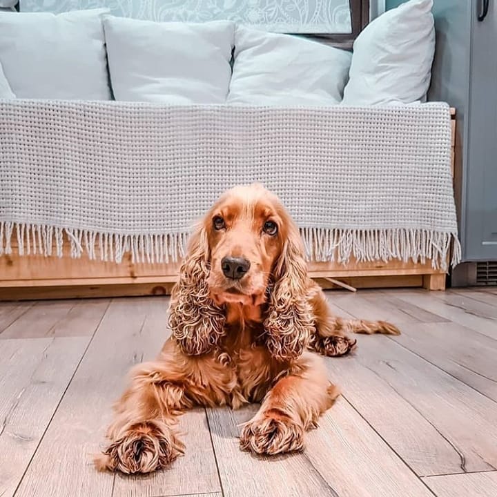 15 Amazing Facts About English Cocker Spaniels You Probably Never Knew 10