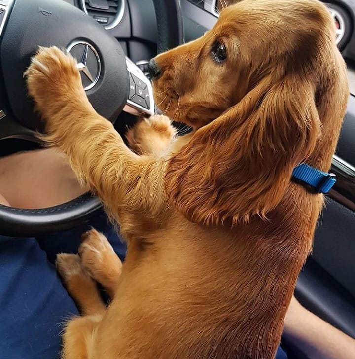 15 Amazing Facts About English Cocker Spaniels You Probably Never Knew 9