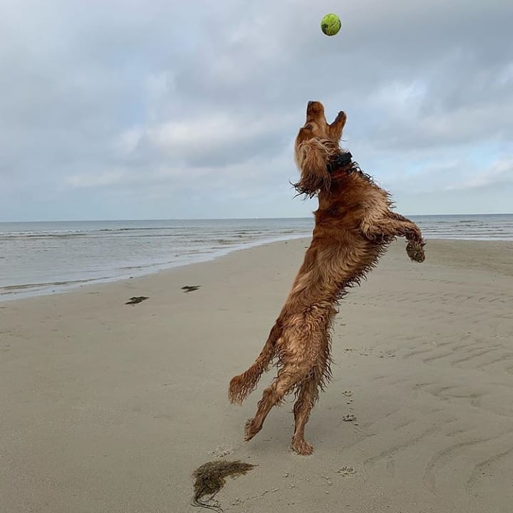 15 Interesting Facts About English Cocker Spaniels 11 15 Interesting Facts About English Cocker Spaniels 11