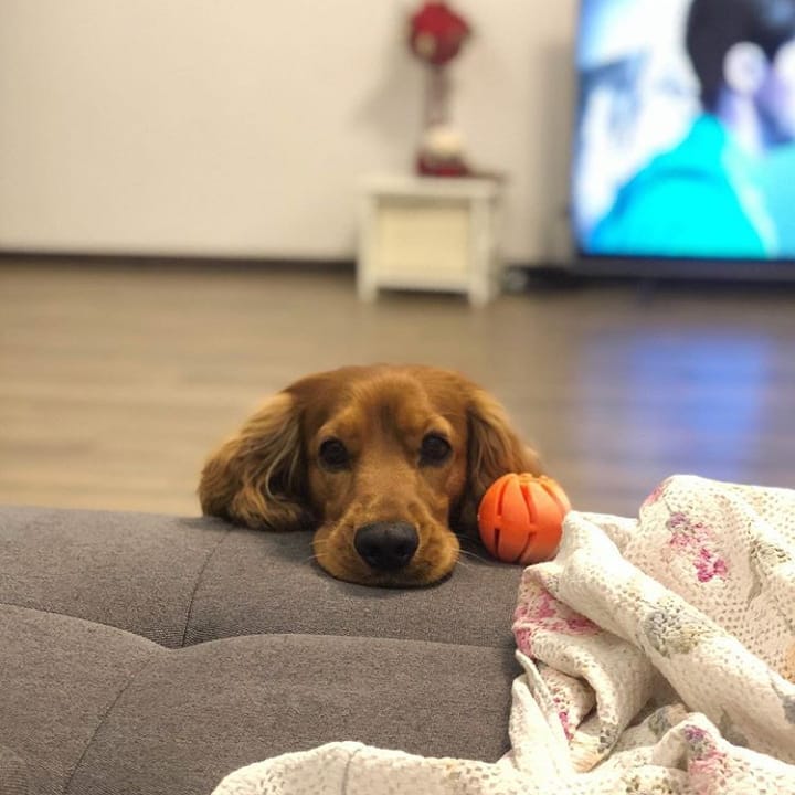 15 Amazing Facts About English Cocker Spaniels You Probably Never Knew 10