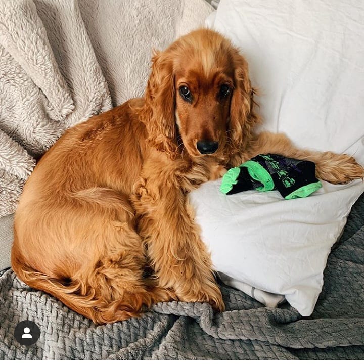 15 Amazing Facts About English Cocker Spaniels You Probably Never Knew 11