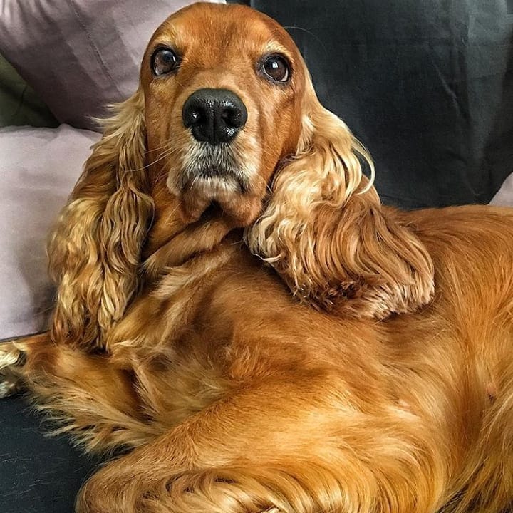 15 Cool Facts About English Cocker Spaniels 9