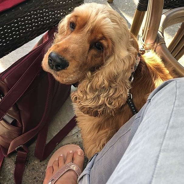 15 Cool Facts About English Cocker Spaniels 10