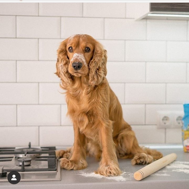 15 Cool Facts About English Cocker Spaniels 11