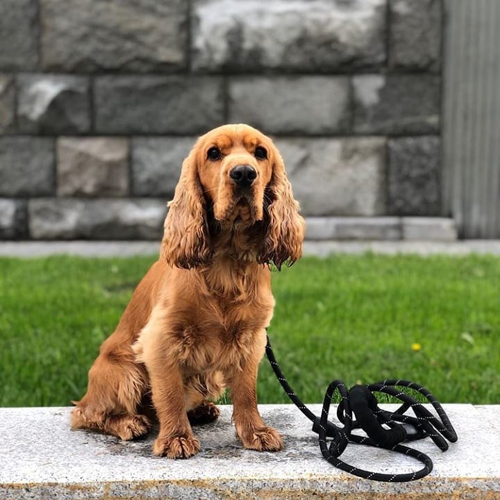 15 Cool Facts About English Cocker Spaniels 11