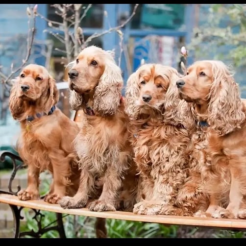 15 Cool Facts About English Cocker Spaniels 9