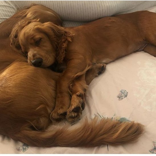 15 Cool Facts About English Cocker Spaniels 10