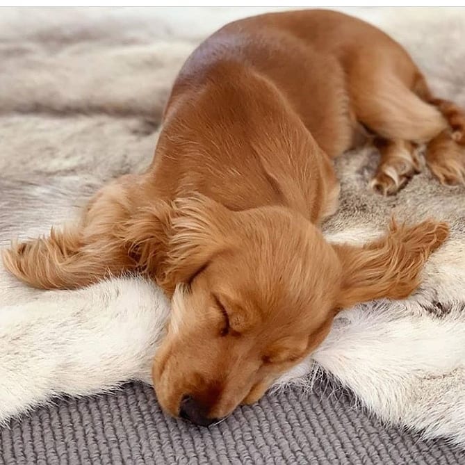 15 Cool Facts About English Cocker Spaniels 11