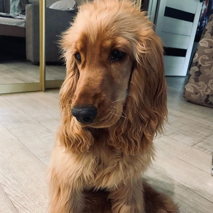 15 Interesting Facts About English Cocker Spaniels 10