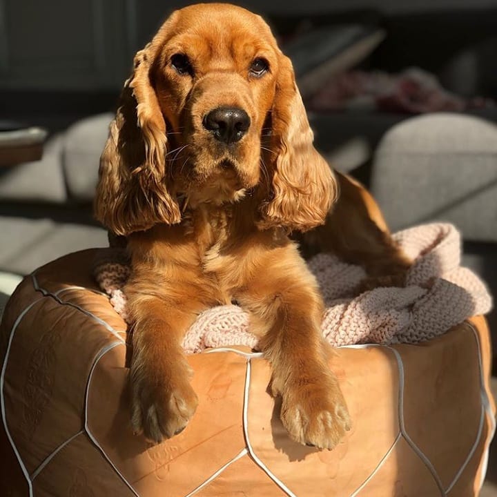 15 Interesting Facts About English Cocker Spaniels 11