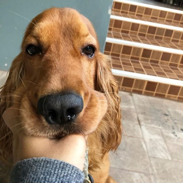 15 Interesting Facts About English Cocker Spaniels 9