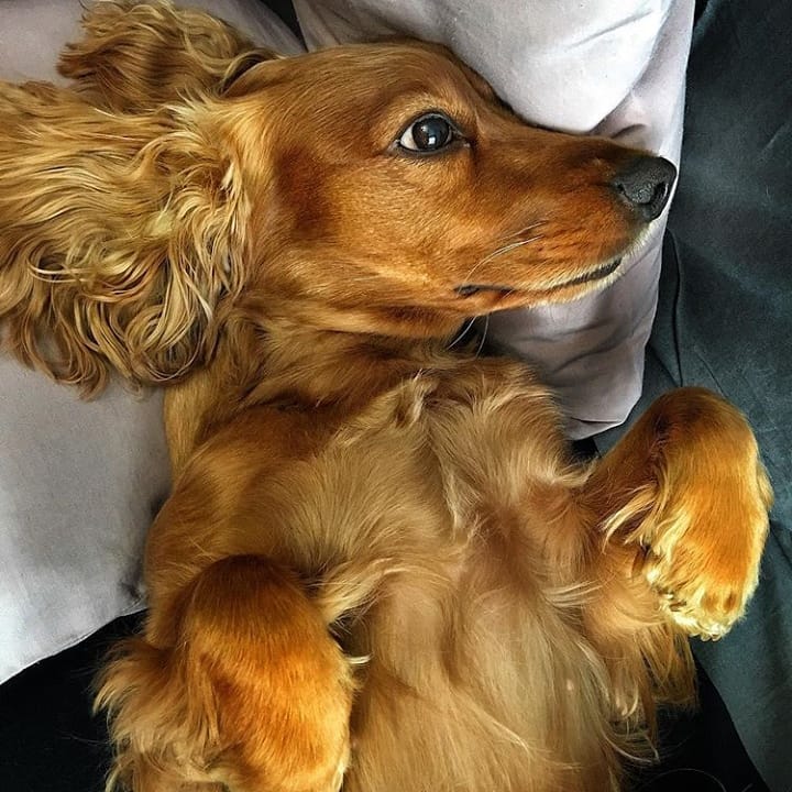 15 Interesting Facts About English Cocker Spaniels 10