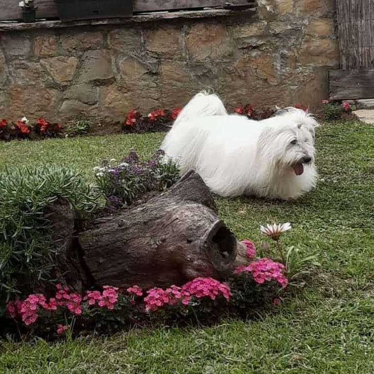 15 Interesting Facts About Coton de Tulear Dogs 9